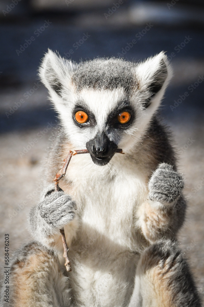 Obraz premium Lemur Kata is eating some grass whitch he found on the floor.