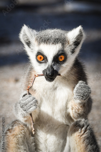 Lemur Kata is eating some grass whitch he found on the floor. © doda