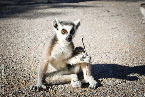 Lemur Kata is eating some grass whitch he found on the floor. photo