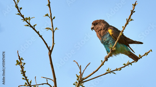 Goldbugpapagei - Brown Parrot