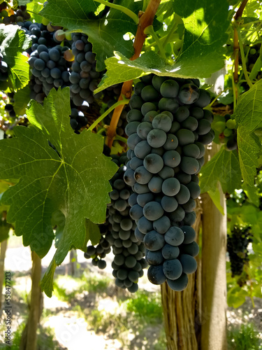 uva Syrah, tierra de buen vino. photo