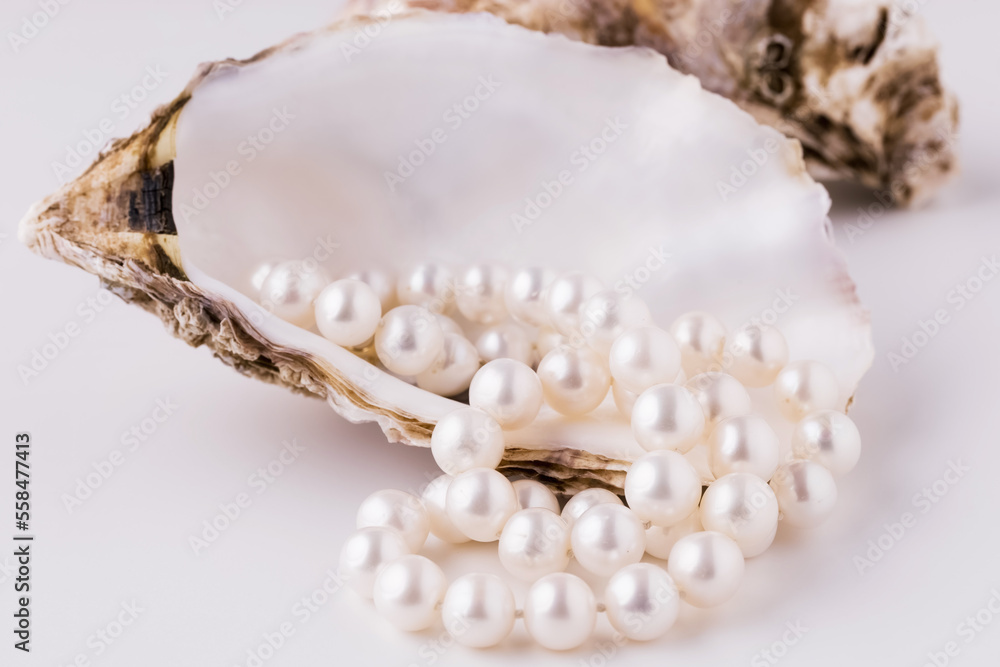 Obraz premium shell with pearls close-up in soft light colors
