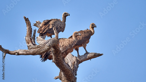  3 Weißrückengeier - 3 White-backed Vulture photo