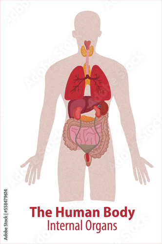 Human internal organs. Vector sketch isolated illustration. Hand drawn doodle anatomy symbols set.