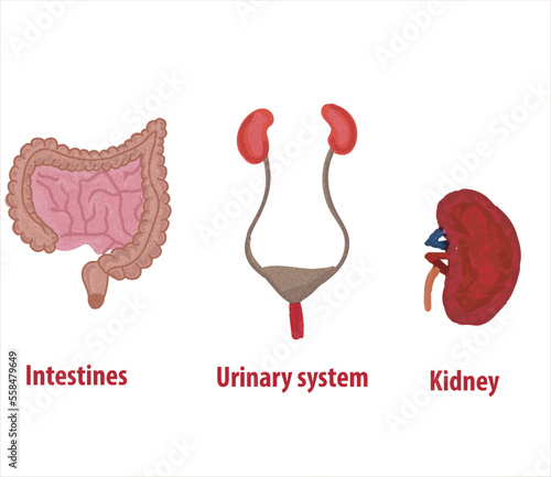 Human internal organs. Intestines, urinary system, kidney Vector sketch isolated illustration. Hand drawn doodle anatomy symbols set.