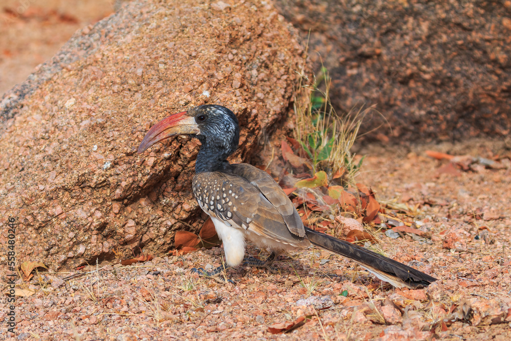 Naklejka premium Damara red-billed hornbill, small species of African hornbills. Africa wildlife. Mowani, Damaraland, Namibia.