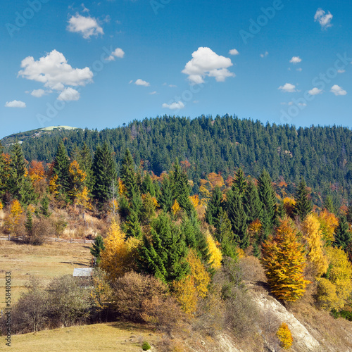 Autumn mountain forest