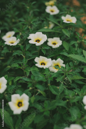 flowers in the garden