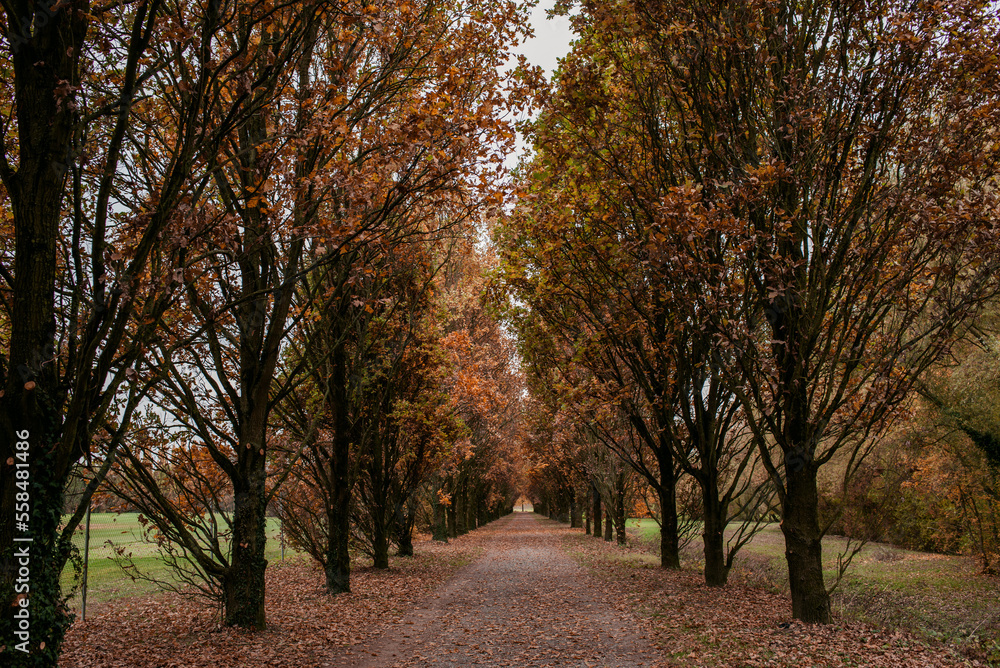 Beautiful autumn park landscape with yellow and red foliage. Сolorful foliage in the park