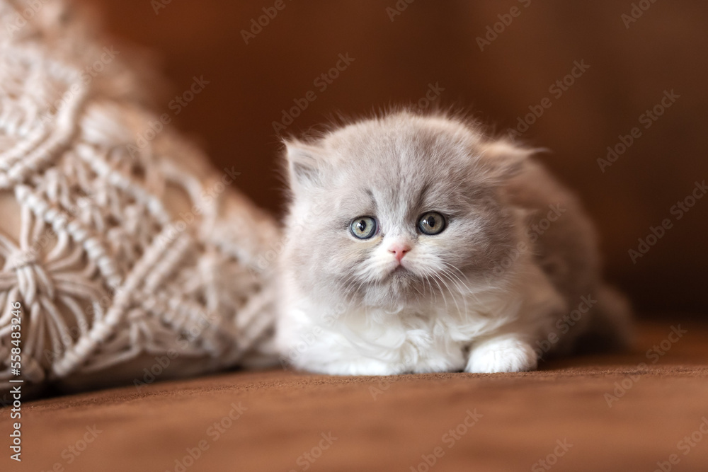 Fototapeta premium Britisch Kurzhaar Kitten Luxus Katzen