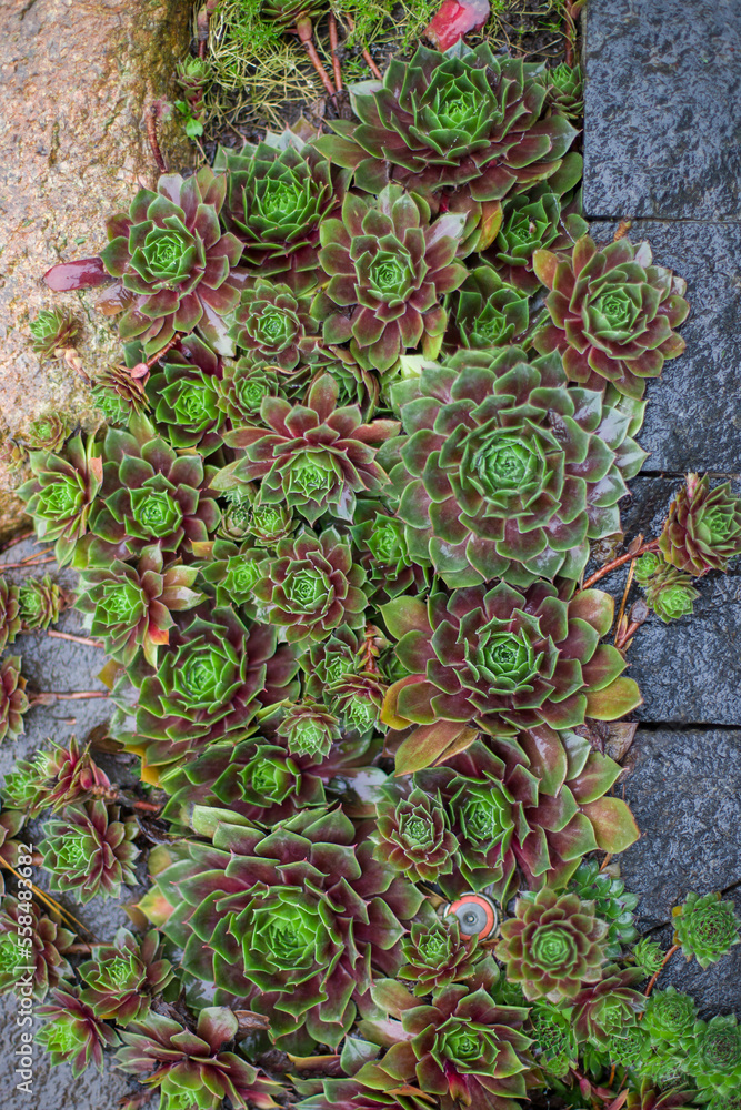 beautiful botanical shot, natural wallpaper beautiful botanical shot, natural wallpaper