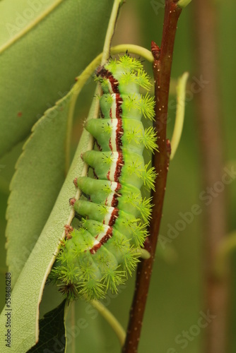 io moth automeris io caterpillar photo