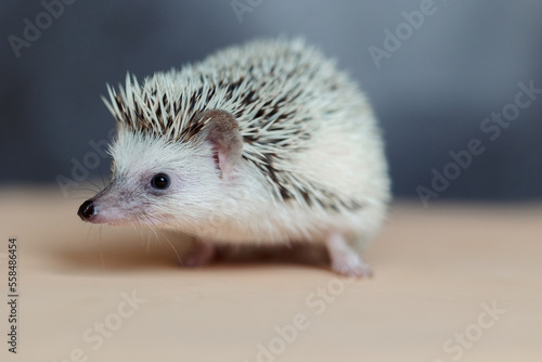 Cute hedgehog. Portrait of pretty curious muzzle of animal. Favorite pets. Atelerix, African hedgehogs. Selective focus. High quality photo