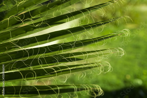 green Background with a large image of a palm leaf.wallpaper on the desktop. wallpaper. High quality photo