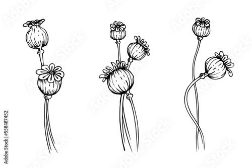 Linear sketch of dried flowers of poppy flower.Vector graphics.