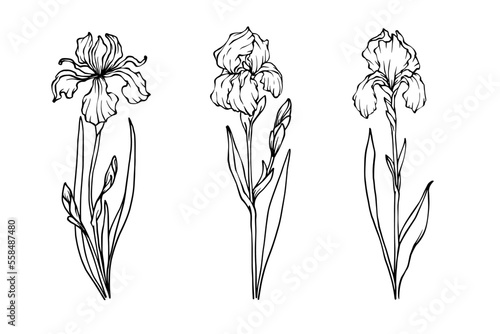 Linear sketches of spring iris flowers.Vector graphics.