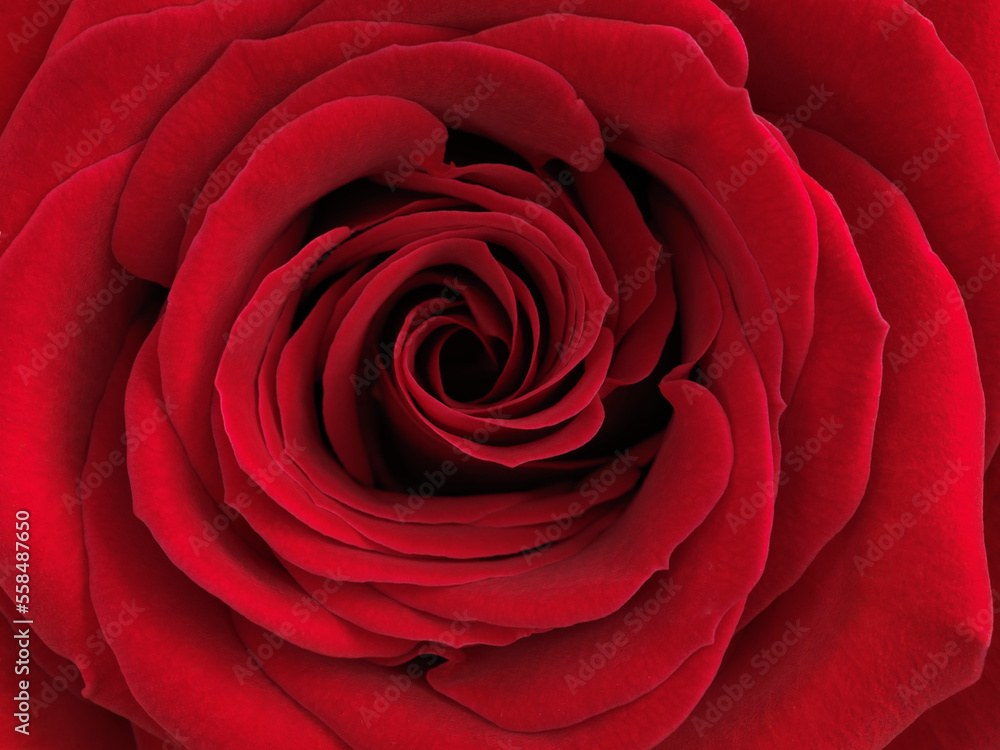 Beautiful Red Rose Beautiful Red Rose