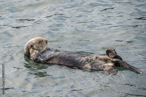 Sea otter floats with hands behind head