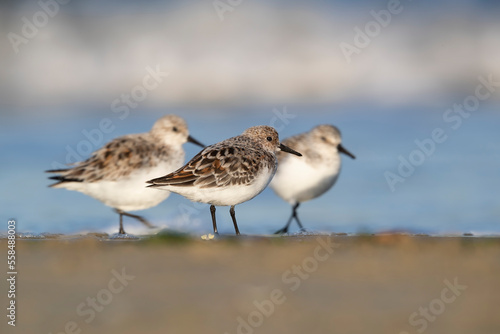 The sanderling (Calidris alba) small wading bird.