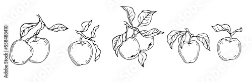 Linear botanical sketch with fruits and leaves of an apple tree.Vector graphics.	