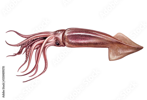 Squid, Teuthida, cephalopod
