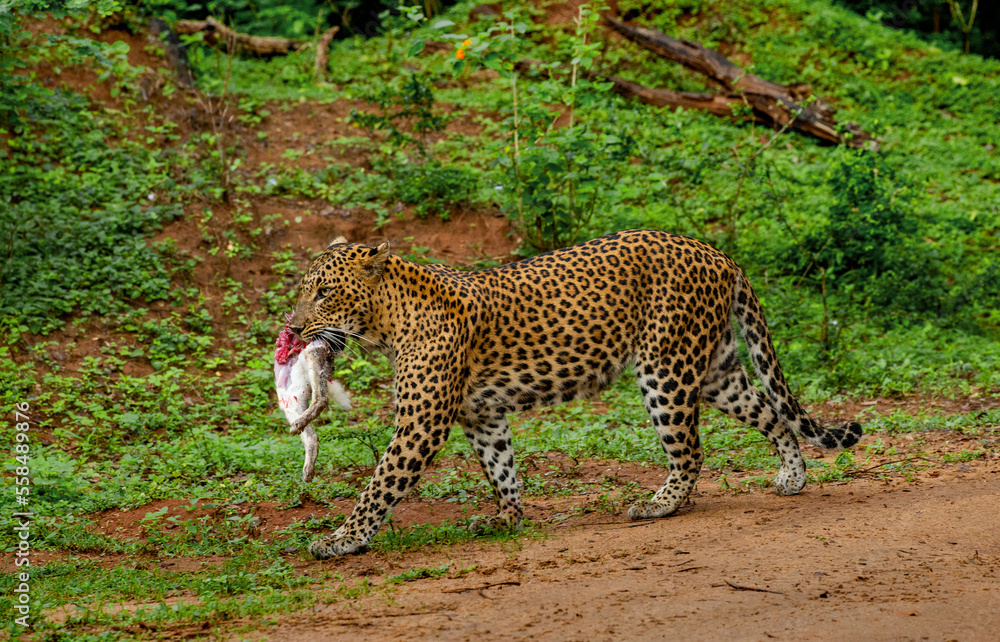Obraz premium Leopard (Panthera pardus kotiya) with prey is walking along a forest road. Sri Lanka. Yala National Park