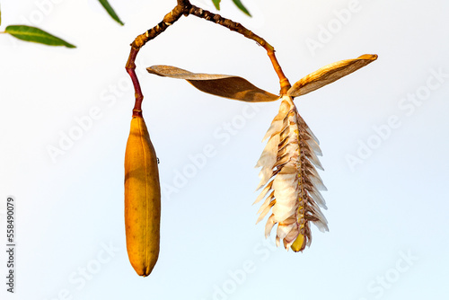 Ipê Ámarelo (Handroanthus albus), sementes photo