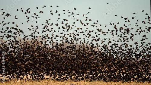 red wing black birds rise up in a cloud and fly from a stubble field