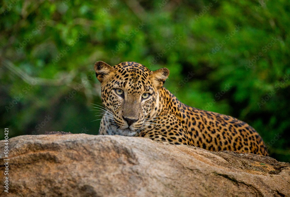 Naklejka premium Leopard (Panthera pardus kotiya) is lying on a big rock in Yala National Park. Sri Lanka.