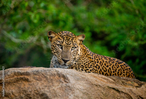 Leopard  Panthera pardus kotiya  is lying on a big rock in Yala National Park. Sri Lanka.