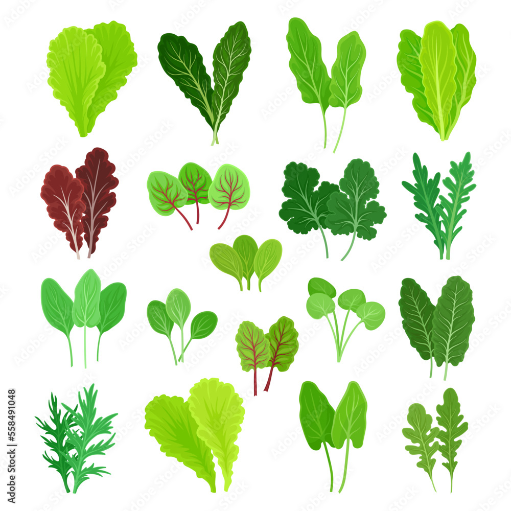 Set of green salad leaves and herbs. Green arugula, spinach, basil, and lettuce leaf cartoon vector Set of green salad leaves and herbs. Green arugula, spinach, basil, and lettuce leaf cartoon vector