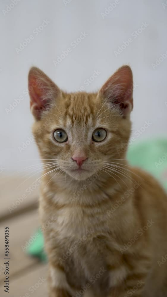 portrait cute orange kitten looking at camera portrait cute orange kitten looking at camera