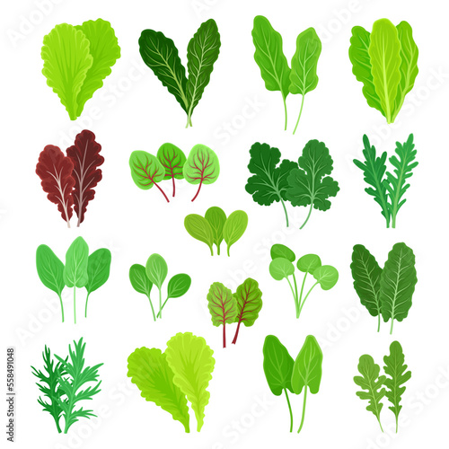 Set of green salad leaves and herbs. Green arugula, spinach, basil, and lettuce leaf cartoon vector