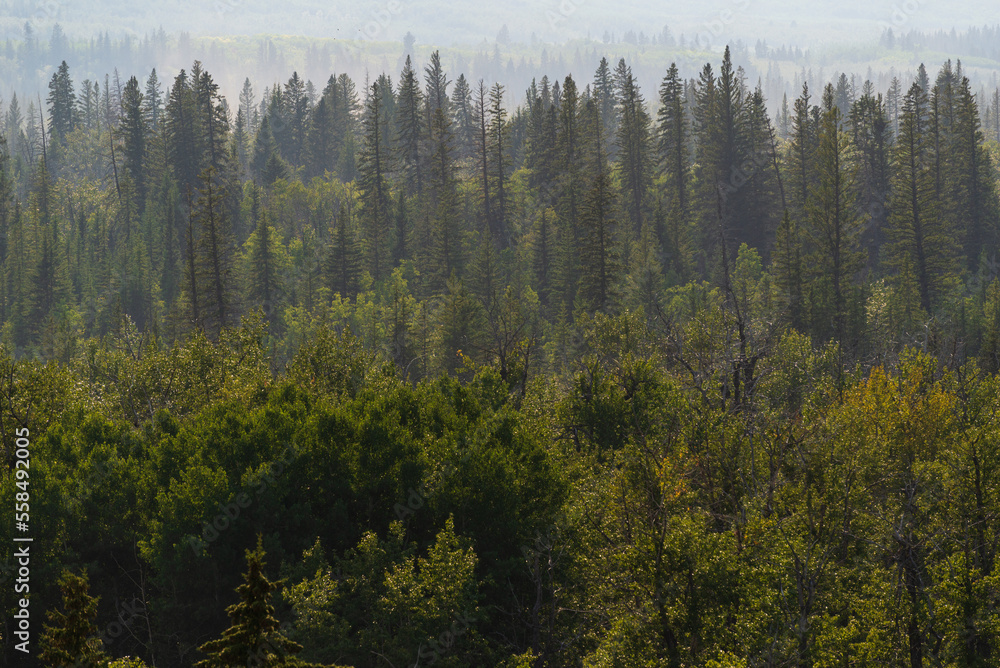 nature sceneries inside the Glenmore Park, Calgary, Alberta, Canada