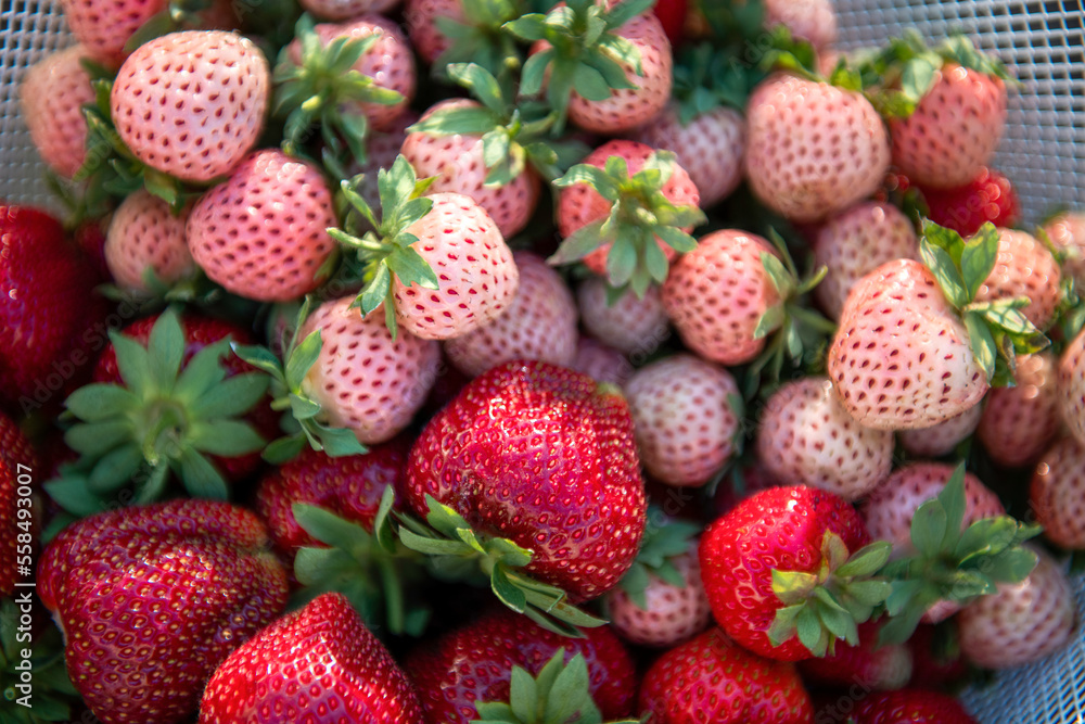 Top view of many fresh ripe delicious white and red strawberries in basket outdoors in sunny summer day. Healthy food. Harvest season Top view of many fresh ripe delicious white and red strawberries in basket outdoors in sunny summer day. Healthy food. Harvest season