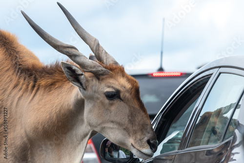 Close up of a common eland (taurotragus oryx) looking into a car window photo