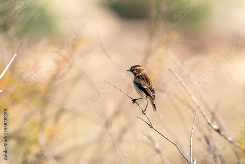 cute little bird sitting on branch © PIC by Femke