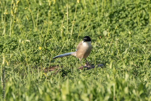 Azure-winged magpie