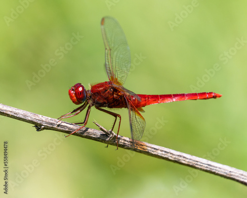 Red Dragonfly resting on a dry stick against a fresh green background