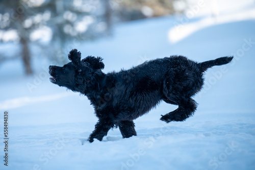 English Cocker playing in the snow