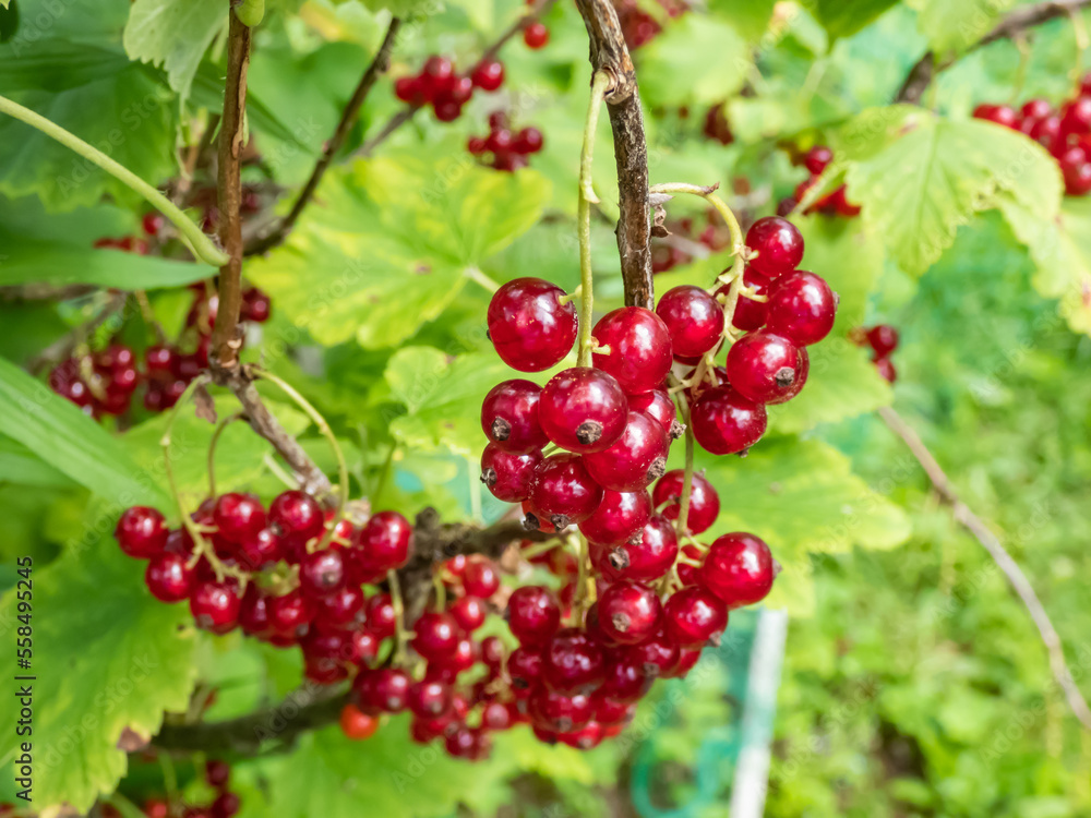 Perfect red ripe redcurrants (ribes rubrum) on the branch between green leaves with blurry background. Taste of summer Perfect red ripe redcurrants (ribes rubrum) on the branch between green leaves with blurry background. Taste of summer