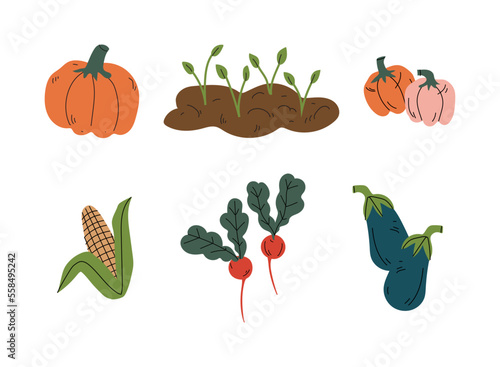 Fresh organic vegetables set. Pumpkin, corn cob, radish, eggplant cartoon vector illustration