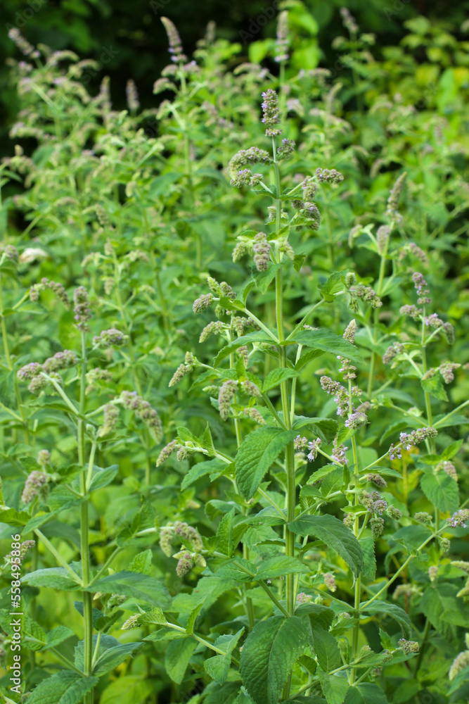 Mint bush with green leaves and blossom flowers in the garden Mint bush with green leaves and blossom flowers in the garden