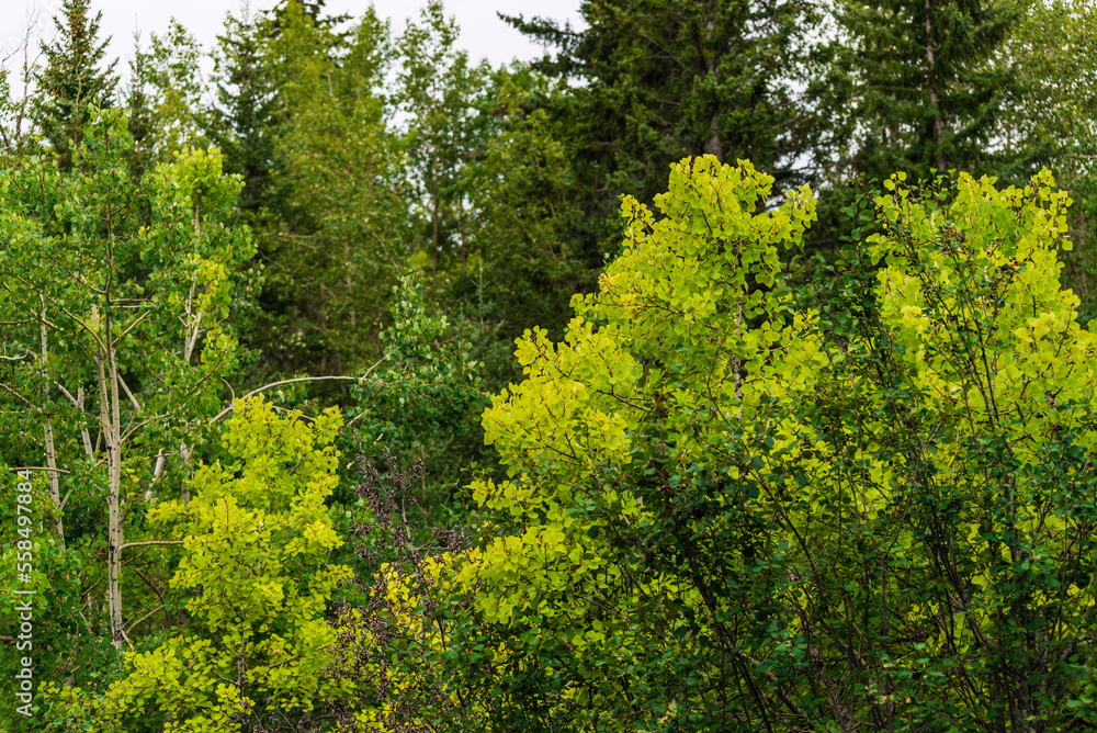 Glenmore Park nature sceneries, Calgary, Alberta, Canada Glenmore Park nature sceneries, Calgary, Alberta, Canada