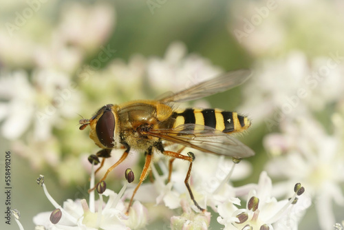 Closeup on the Common banded hoverfly, Syrphus ribesii, sitting on a wild carrot flower © Henk