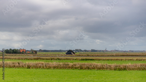 Typical landscape of Texel island with group of sheep and sheep shed farmhouse on grass meadow, Open farm on the green field with small villages, Dutch Wadden islands in the Netherlands, North Holland