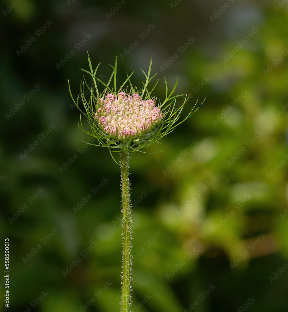 Close up of Queen Anne's lace pink and white flower, also known as Wild Carrot - bekoh background. Botanical name Daucus carota L. Close up of Queen Anne's lace pink and white flower, also known as Wild Carrot - bekoh background. Botanical name Daucus carota L.