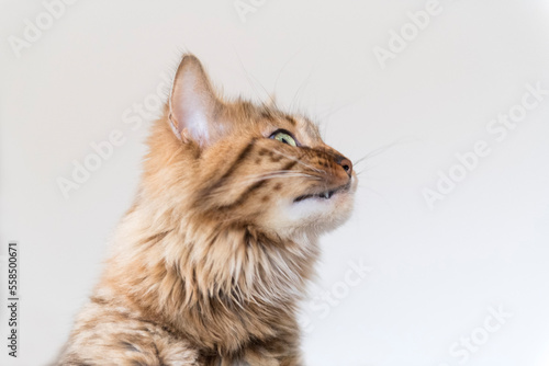 Erwachsene Cashmere Bengal Katze im Profil