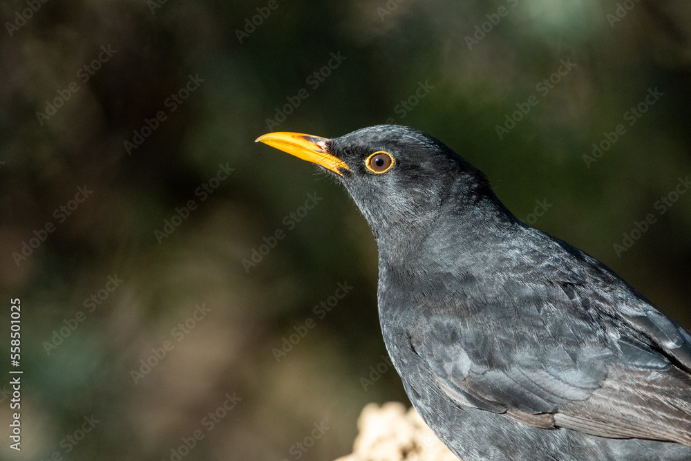 Close-up shot of Common Blackbird (Turdus Merula) Close-up shot of Common Blackbird (Turdus Merula)