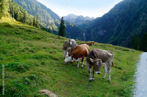 alpine cows grazing in the green alpine valley in the Austrian Alps of the Schladming-Dachstein region on a splendid summer day (Schladming, Austria) © Julia